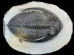Bargain, Zlichovaspis Trilobite #56539-2